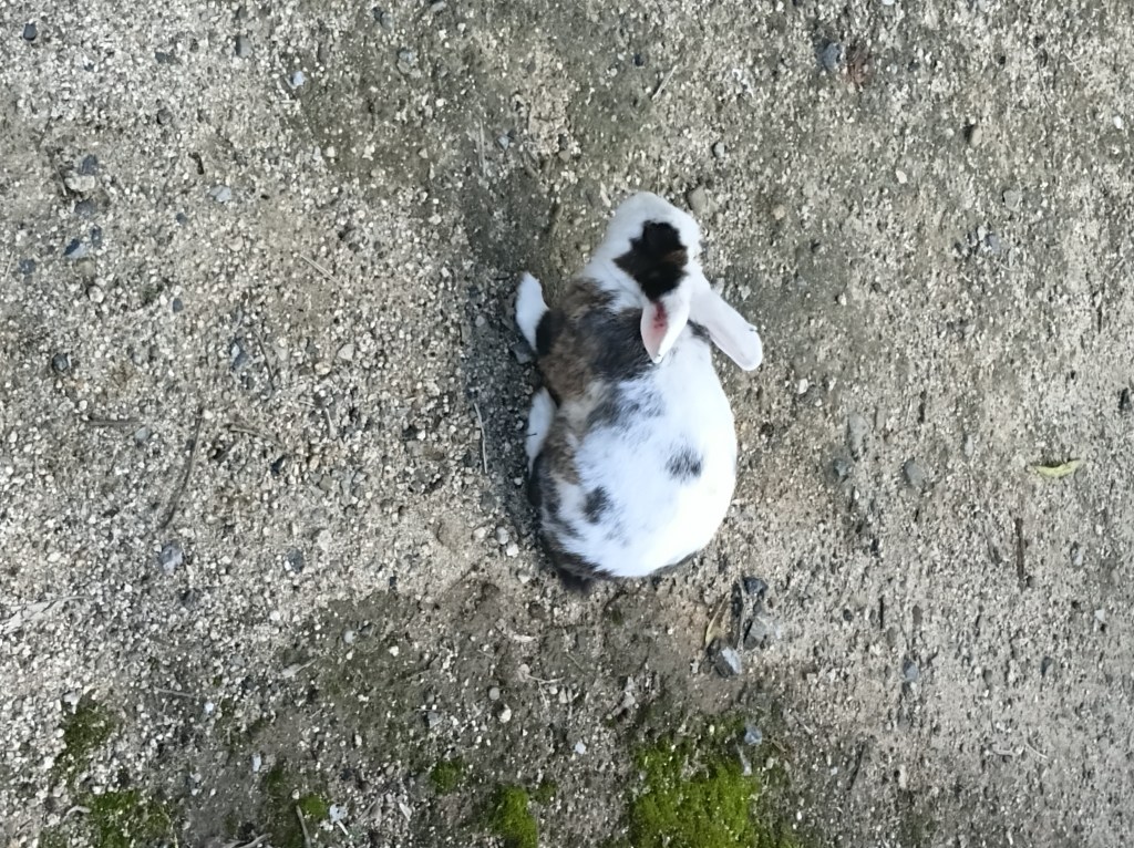 How many bunnies are too many&nbsp;bunnies?